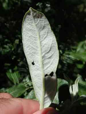 Sitka willow(Salix sitchensis)