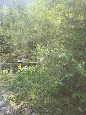 Sitka willow(Salix sitchensis)