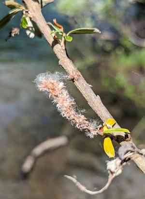 Sitka willow(Salix sitchensis)