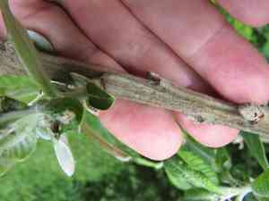 Sitka willow(Salix sitchensis)