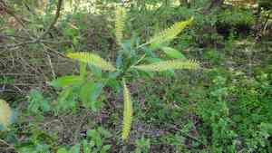 Almond willow(Salix triandra)