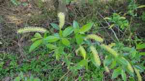 Almond willow(Salix triandra)