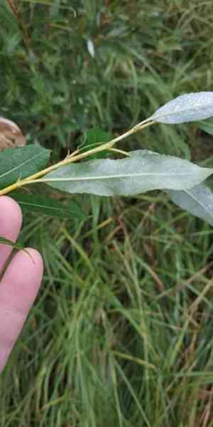 Almond willow(Salix triandra)