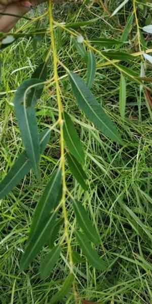 Almond willow(Salix triandra)
