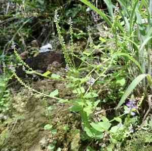 Common salomonia(Salomonia cantoniensis)