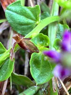 Common salomonia(Salomonia cantoniensis)