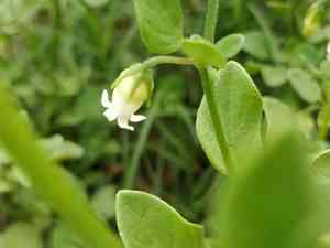Lily Of The Valley Vine(Salpichroa origanifolia)