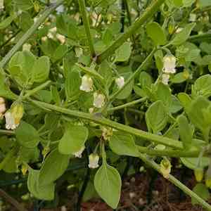 Lily Of The Valley Vine(Salpichroa origanifolia)