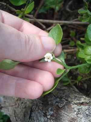 Lily Of The Valley Vine(Salpichroa origanifolia)
