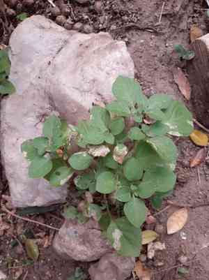 Lily Of The Valley Vine(Salpichroa origanifolia)
