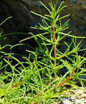 Oppositeleaf russian thistle(Salsola soda)