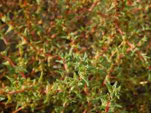 Oppositeleaf russian thistle(Salsola soda)