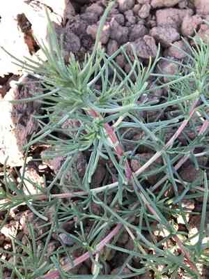 Oppositeleaf russian thistle(Salsola soda)