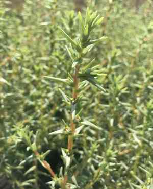 Oppositeleaf russian thistle(Salsola soda)