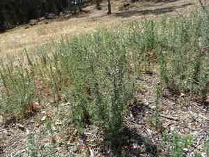 Saltwort (Salsola)(Salsola)