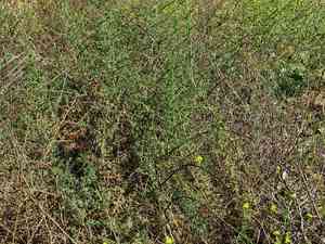 Saltwort (Salsola)(Salsola)