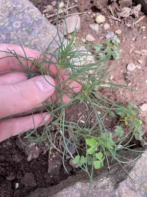 Saltwort (Salsola)(Salsola)