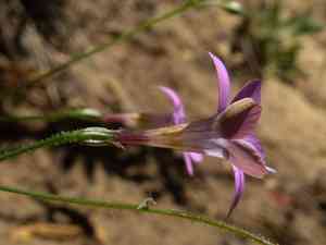 Grant's splendid woodland-gilia(Saltugilia splendens)