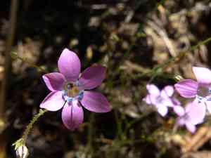 Grant's splendid woodland-gilia(Saltugilia splendens)