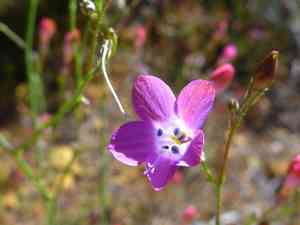 Grant's splendid woodland-gilia(Saltugilia splendens)