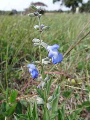 Azure Blue Sage(Salvia azurea)