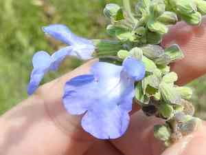 Azure Blue Sage(Salvia azurea)