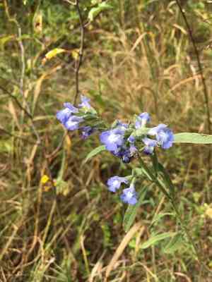 Azure Blue Sage(Salvia azurea)
