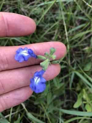 Azure Blue Sage(Salvia azurea)