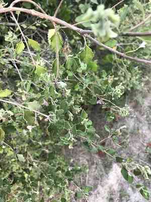 Shrubby blue sage(Salvia ballotiflora)