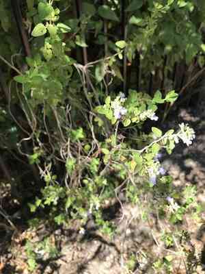 Shrubby blue sage(Salvia ballotiflora)