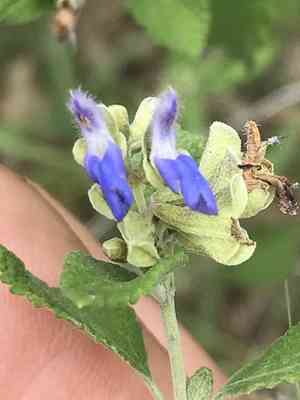 Shrubby blue sage(Salvia ballotiflora)