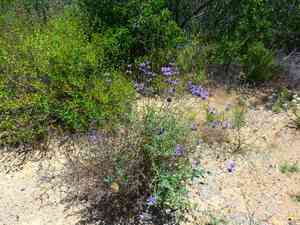 Fragrant Sage(Salvia clevelandii)