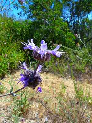 Fragrant Sage(Salvia clevelandii)