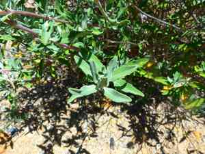 Fragrant Sage(Salvia clevelandii)