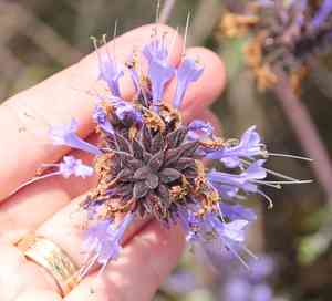 Fragrant Sage(Salvia clevelandii)