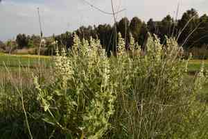 Dominica sage(Salvia dominica)