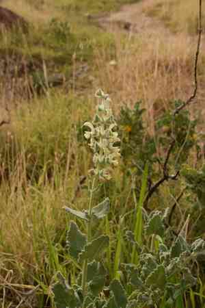 Dominica sage(Salvia dominica)