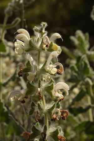 Dominica sage(Salvia dominica)