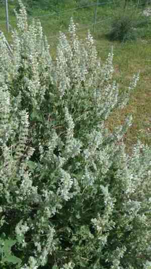 Dominica sage(Salvia dominica)