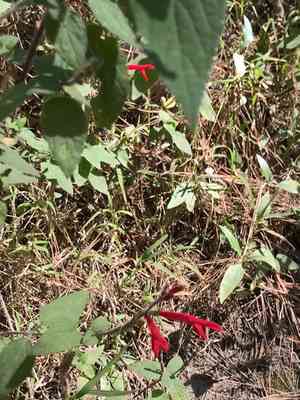 Pineapple sage(Salvia elegans)