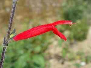 Pineapple sage(Salvia elegans)