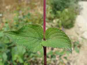 Pineapple sage(Salvia elegans)