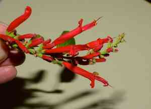 Pineapple sage(Salvia elegans)