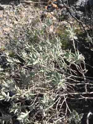 Woolly sage(Salvia funerea)