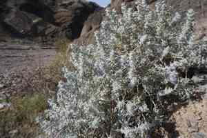 Woolly sage(Salvia funerea)