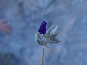 Woolly sage(Salvia funerea)