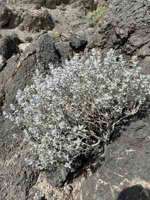 Woolly sage(Salvia funerea)