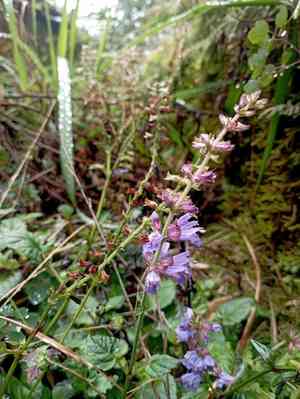 East asian sage(Salvia japonica)