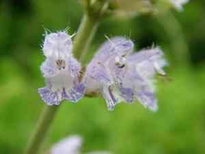 East asian sage(Salvia japonica)