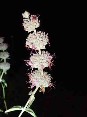 Purple sage(Salvia leucophylla)